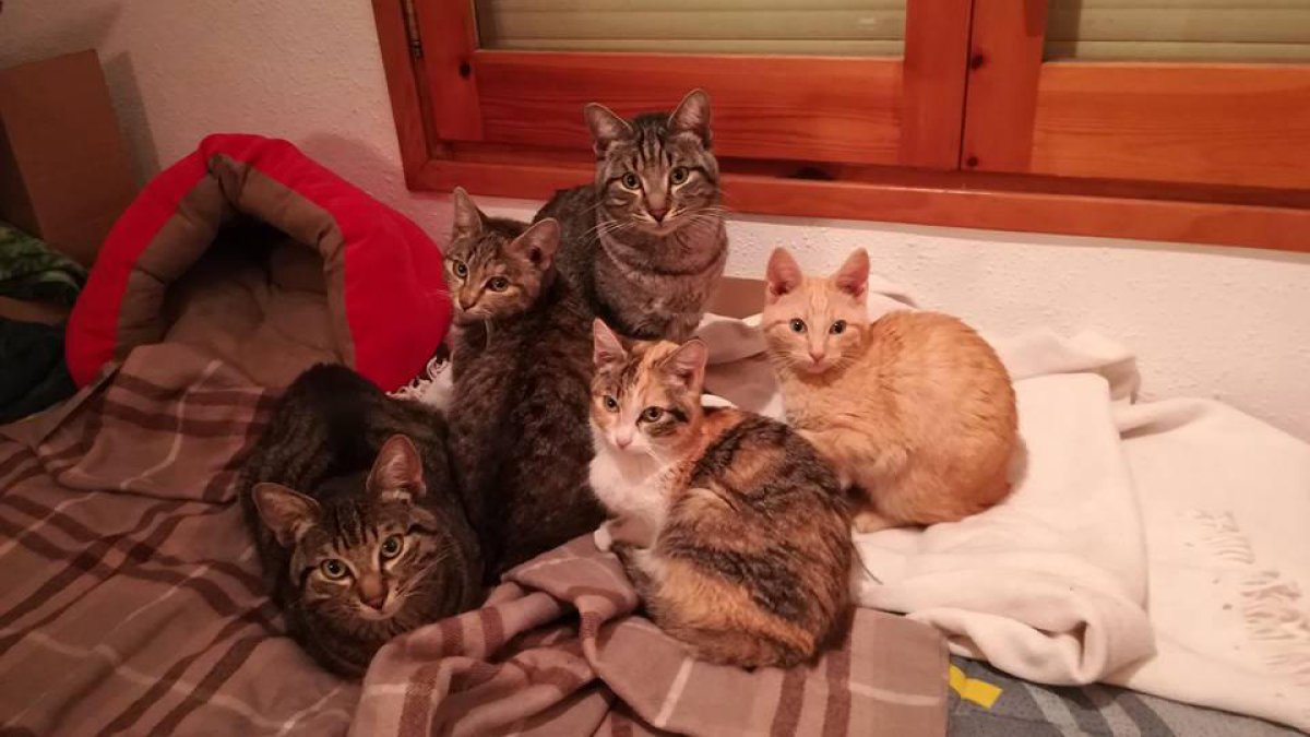 Cinco de los seis gatos rescatados del bloque de Tàrrega.