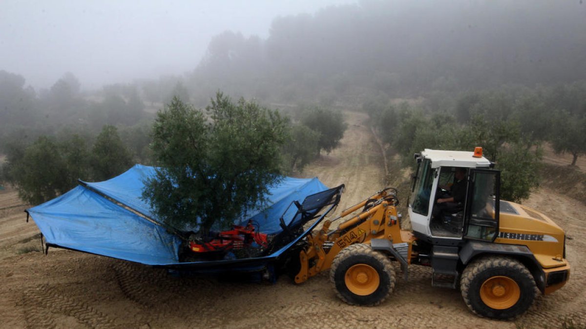 Prevén una caída del 10% en la producción de aceite en Lleida