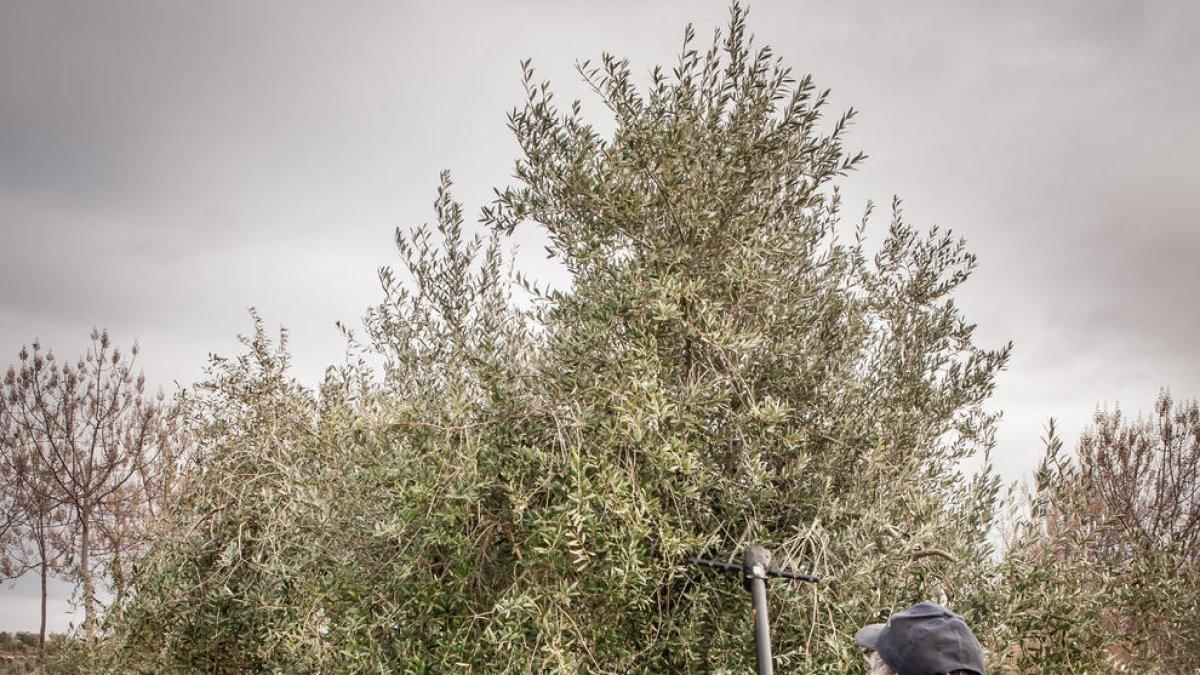 pa amb oli. Els cuiners més atrevits reconeixen que la base de la nostra cuina és en la qualitat de la senzillesa.