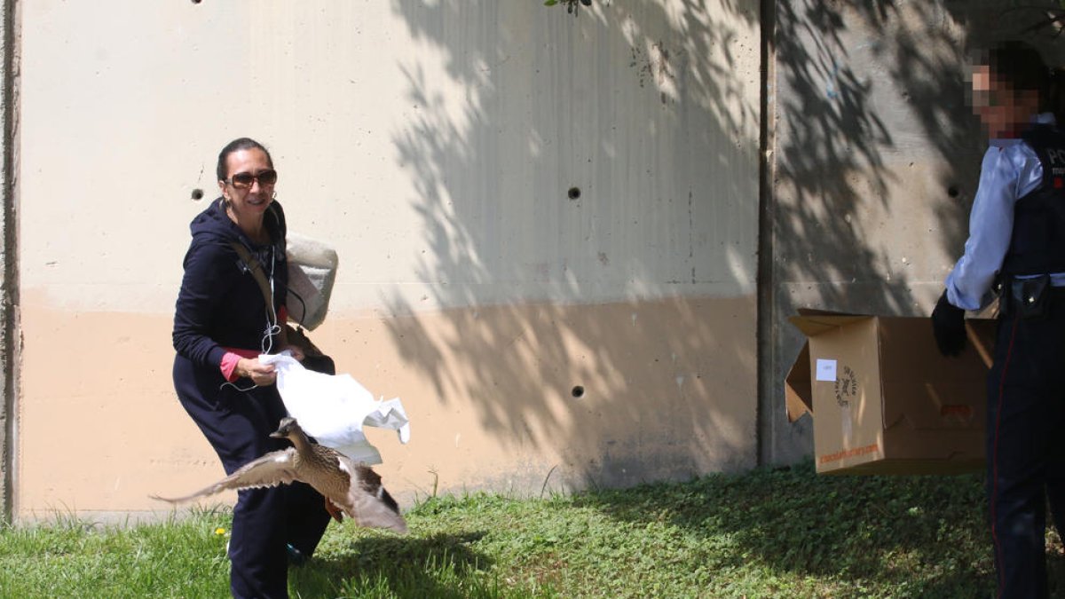 Un dels intents de capturar ahir l’ànega.