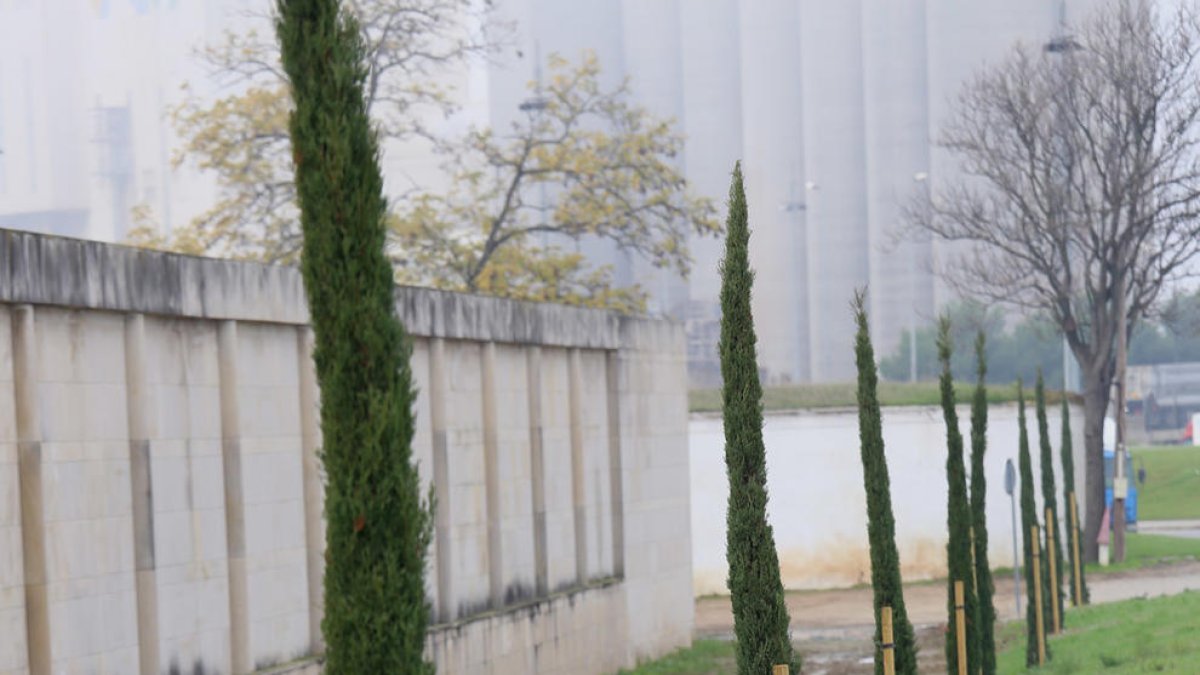 El talud con los cipreses.