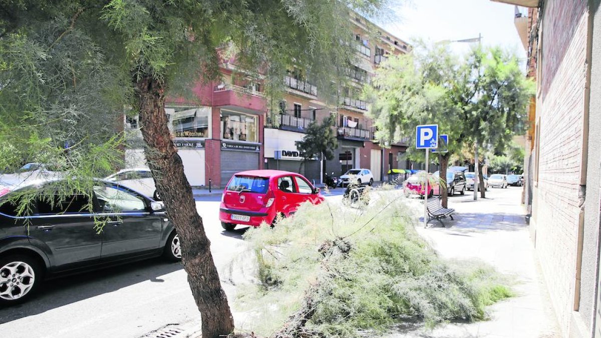 Imatge de la branca.