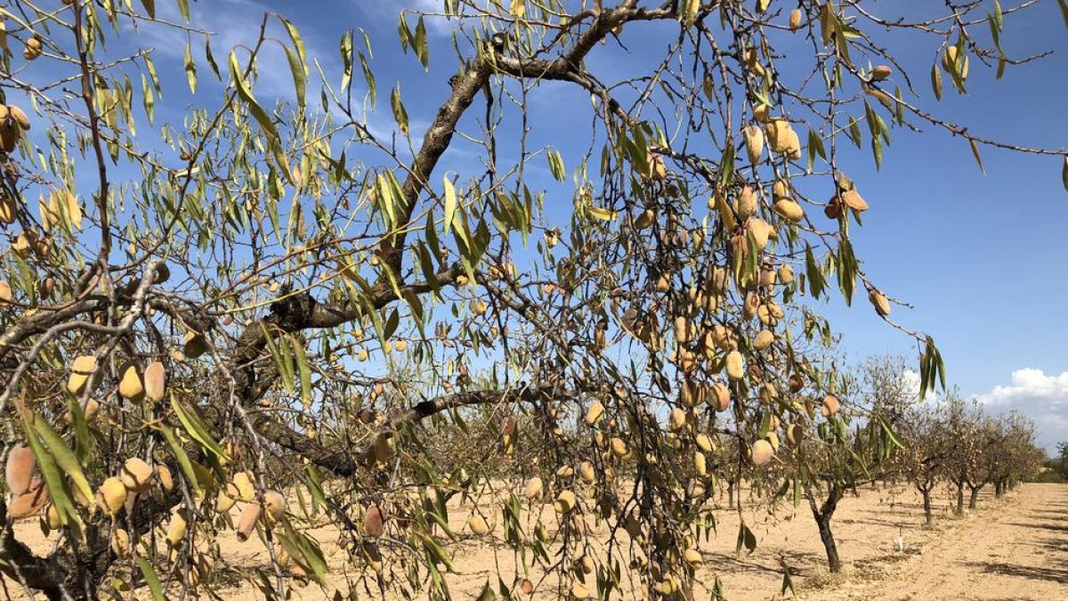 Almendros sin riego en la partida de Lo Pla de Les Borges, en el término de Arbeca.