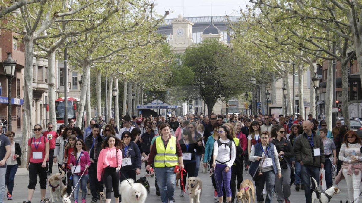 Aquestes són les recomanacions dels veterinaris per ajudar un gos refredat