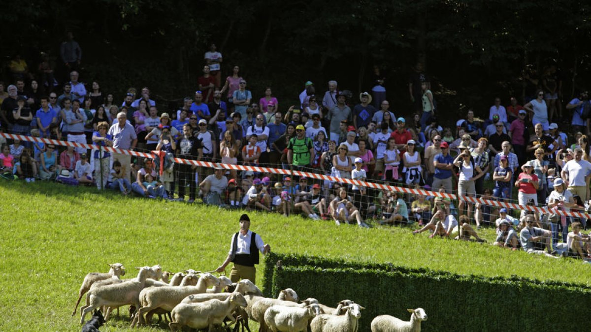 Un momento de las pruebas de ayer en el concurso de Gossos d’Atura en los prados de la Coma de Llavorsí.