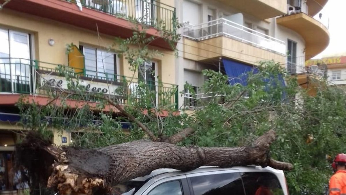 Árbol derribado sobre un vehículo en la localidad de Tossa, ayer.