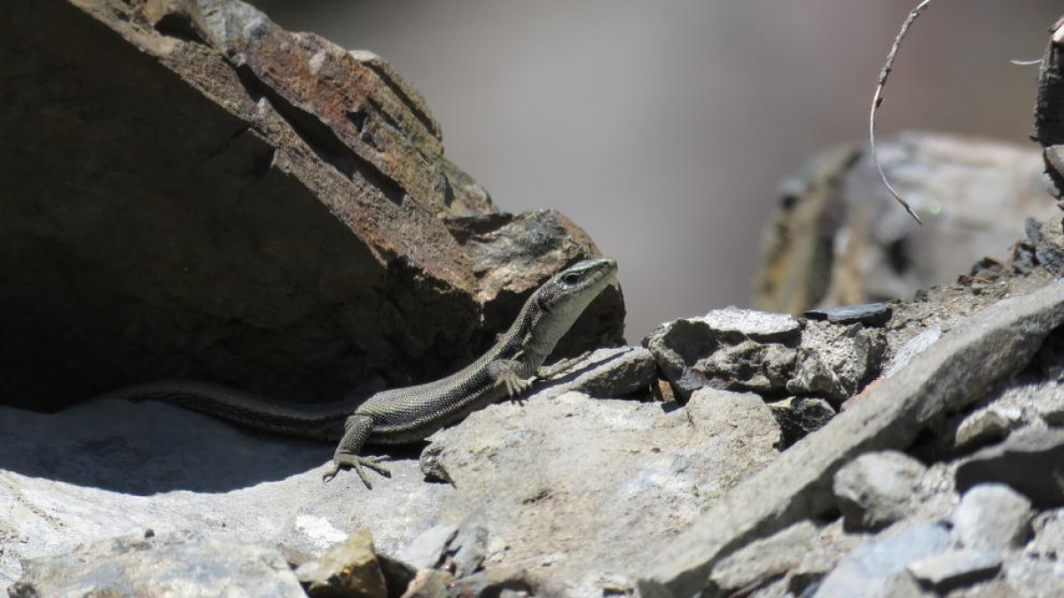 Confirmada por primera vez la presencia de la lagartija aranesa en el Parque Natural del Alto Pirineo