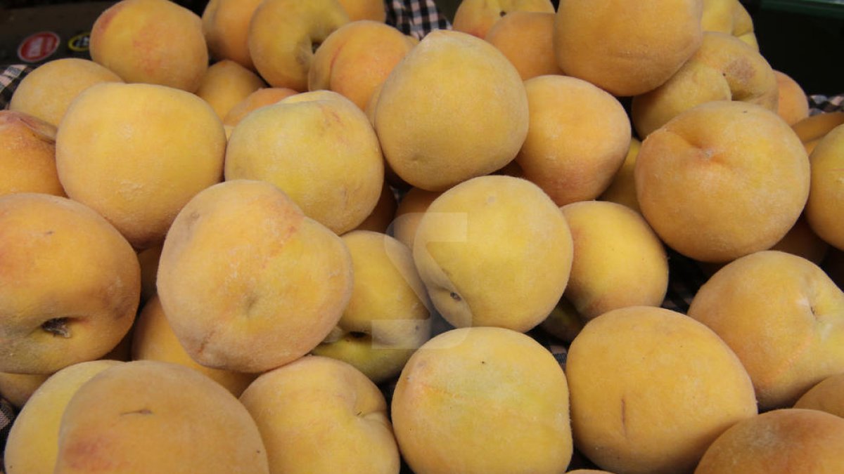 Agricultura veu irregulars el 80% de contractes de fruita