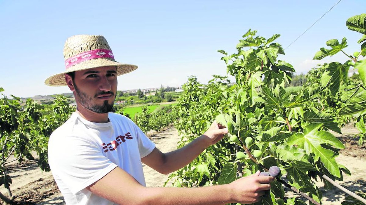 La recol·lecció de les primeres figues en aquesta finca de la família Piqué a Rosselló.