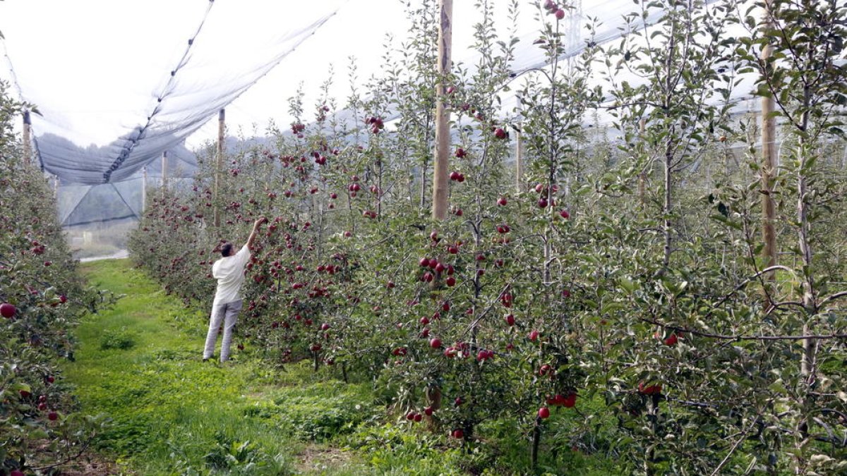 Imatge d’una finca de cultiu de poma ecològica a Sant Llorenç de Morunys.
