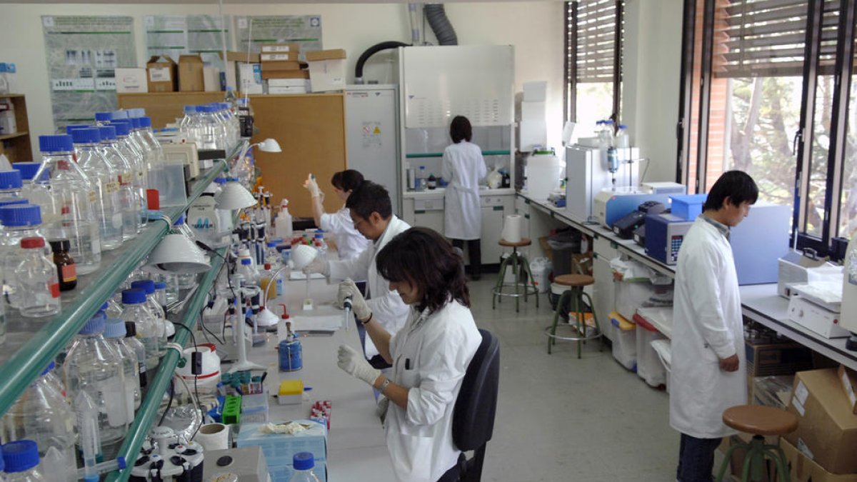 Investigadors treballant en un laboratori de la facultat d’Agrònoms de la Universitat de Lleida.