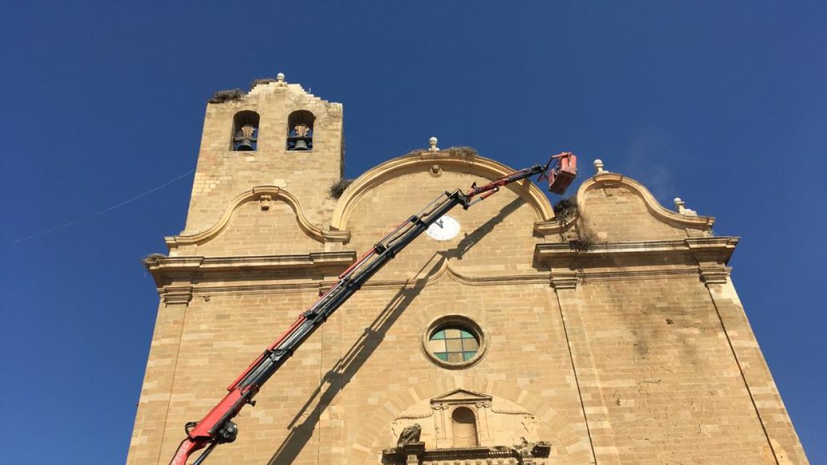Las labores de limpieza de los nidos de cigüeña en Alcarràs.