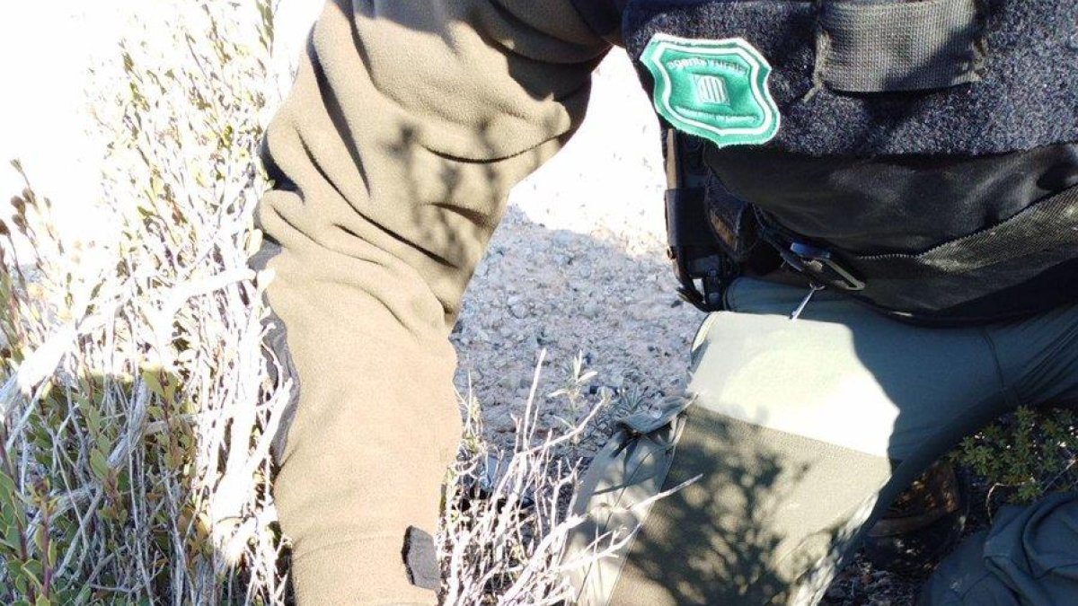 Vista de los cartuchos vacíos hallados en un campo en Els Torms.