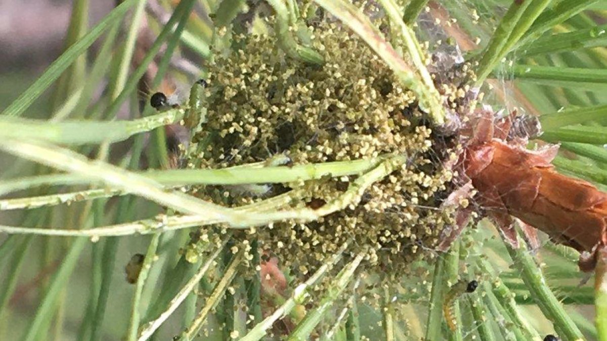 Orugas en el primer estadio.