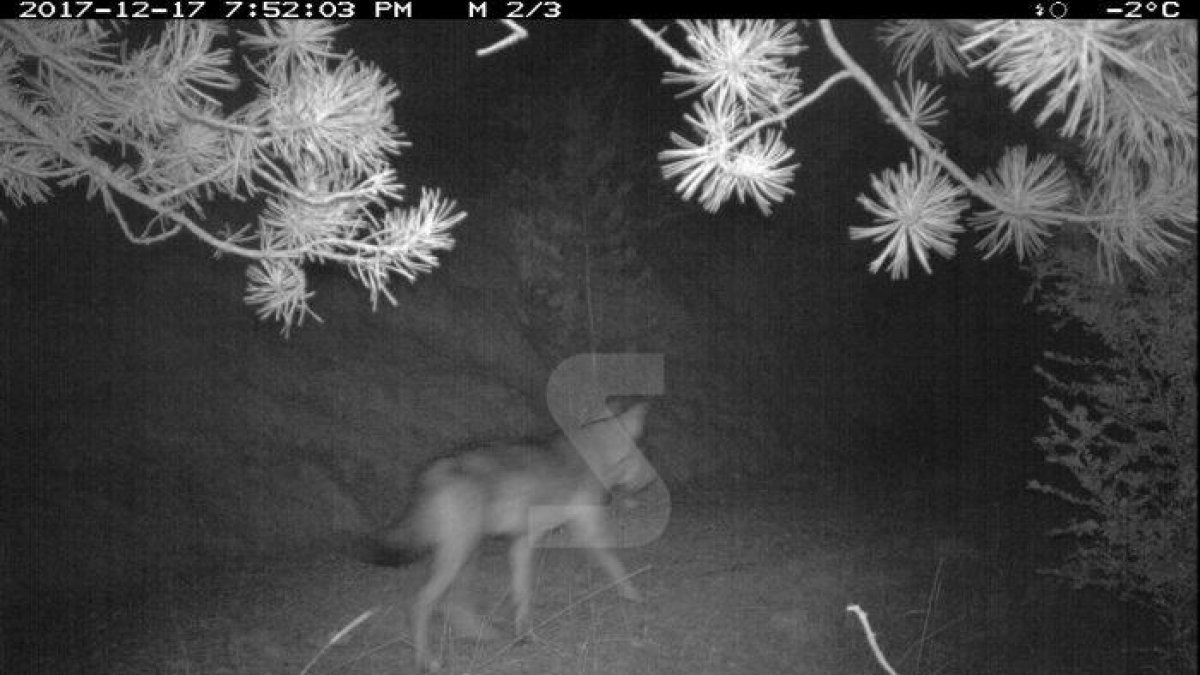 Detectat un llop a la serra del Port del Comte
