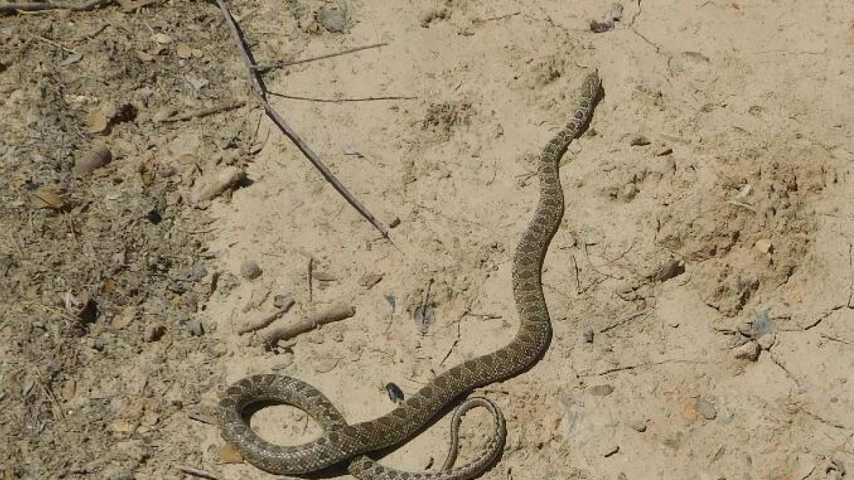 Vista de la serpiente de herradura capturada por los Rurales.
