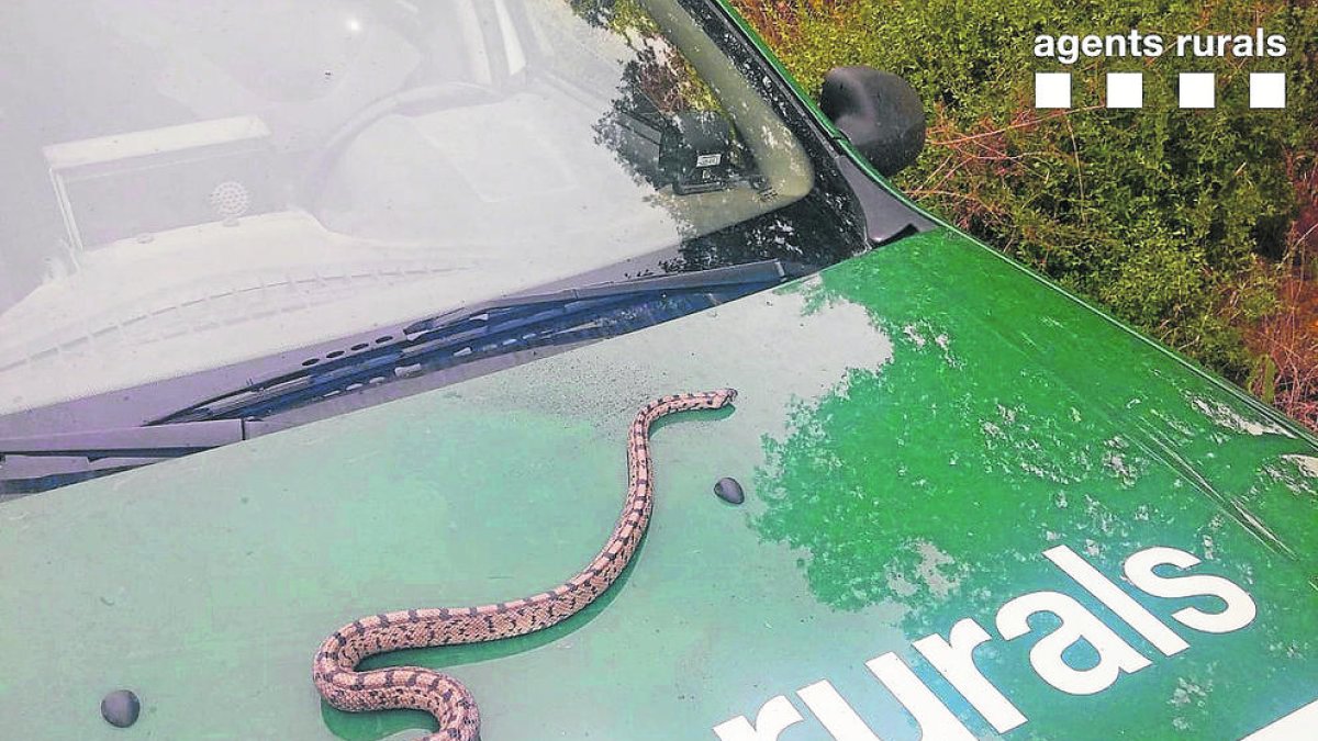 Capturan una serpiente en una empresa de Cervera
