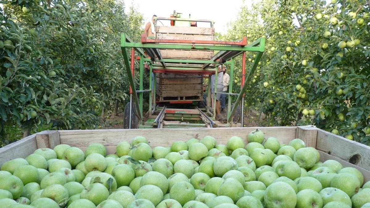 Imagen de archivo de cosecha de manzana en una finca de Lleida.