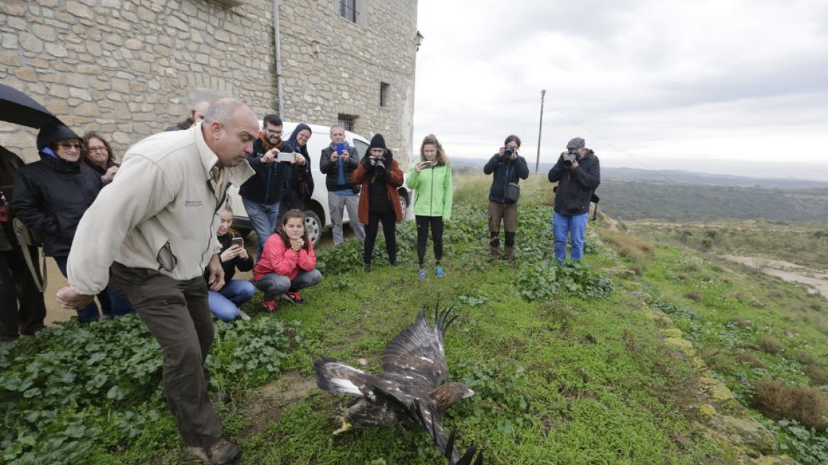 La liberación ayer en Mas de Melons estuvo abierta al público para conocer de cerca esta especie.