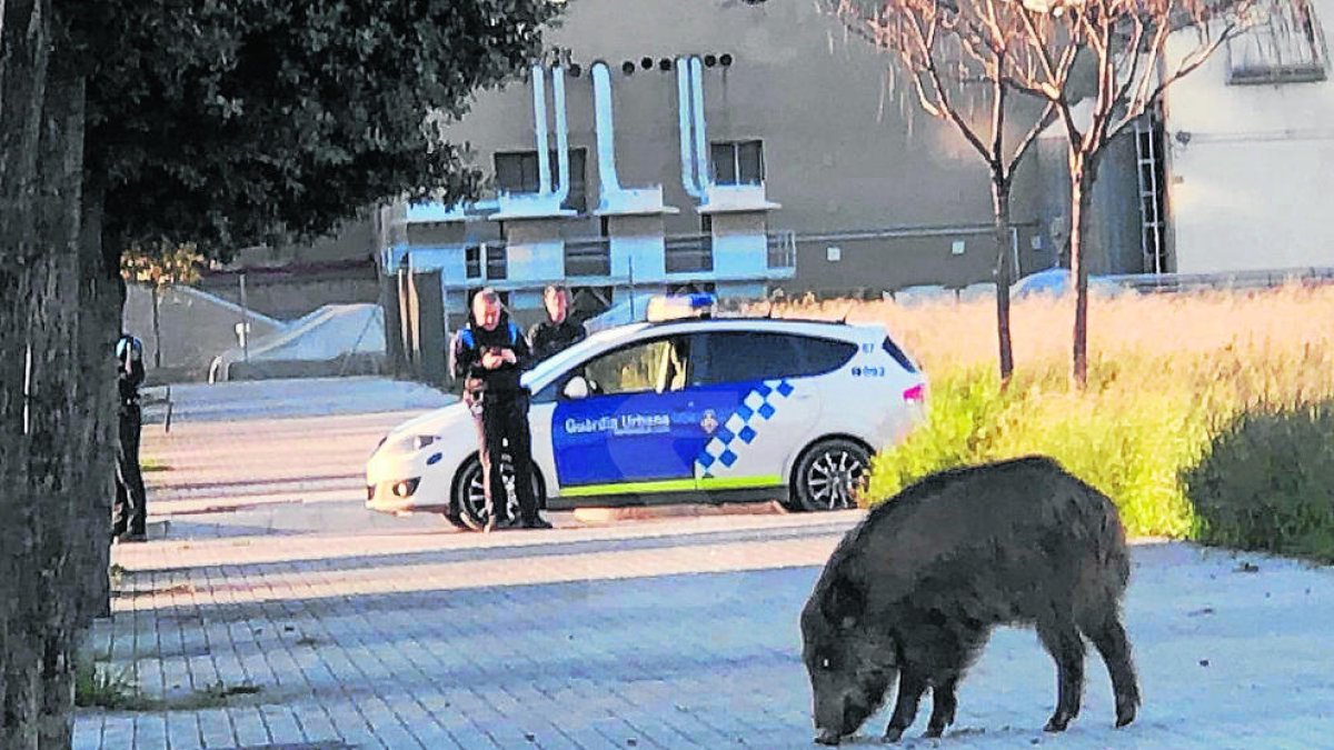 Los agentes rurales abaten un jabalí en el barrio de Magraners