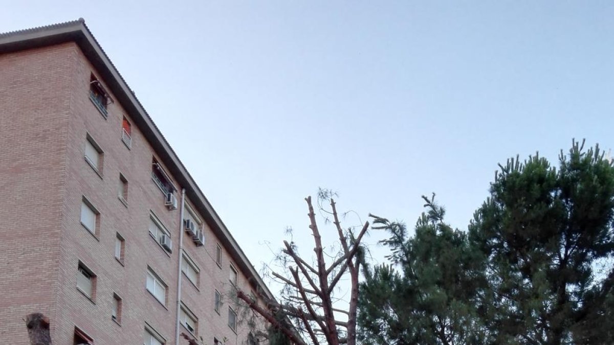 Quejas por la tala de grandes pinos a Pío XII