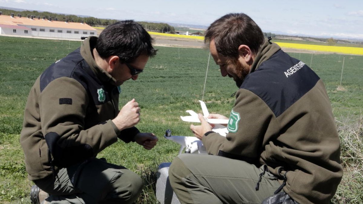 Drons a l'entorn de granges a Lleida per prevenir la pesta porcina
