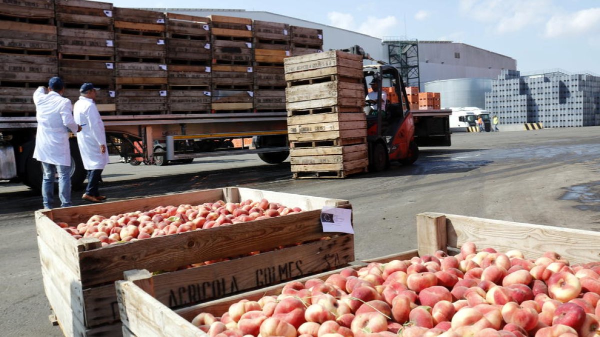 Imatge de retirada de fruita de pinyol a beneficència el setembre del 2017.