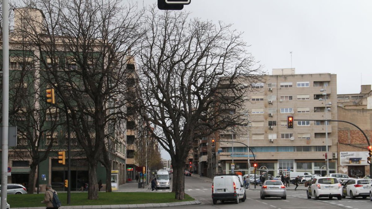 Los dos árboles de la derecha serán trasplantados para poder alinear la calzada de Príncep de Viana y establecer dos carriles por sentido.