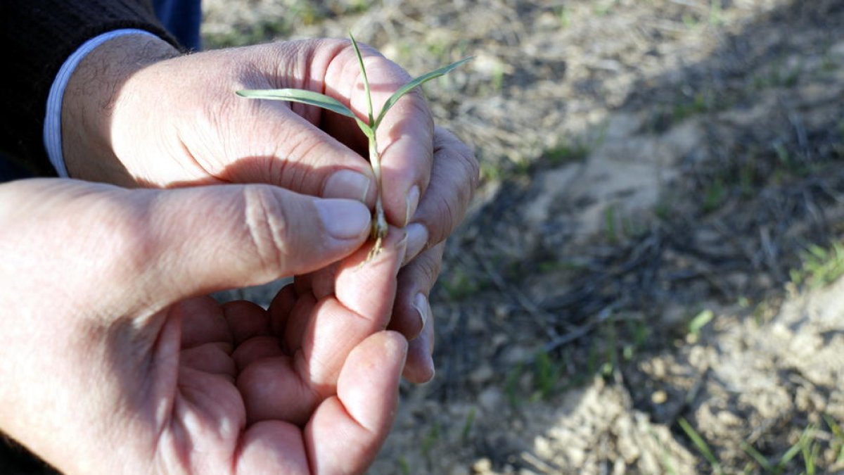 Cereals afectats per problemes per sequera ja al gener.