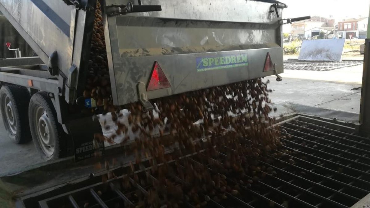 Imatge d’un camió que descarrega la collita d’ametlla en una explotació.