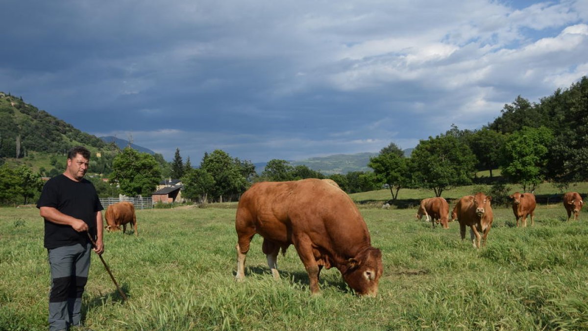 Preocupació dels ramaders no afectats - El sector critica que la indemnització pels animals sacrificats és “ridícula”, entre 400 i 500 euros. Els ramaders no afectats, com el de la imatge, demanen que es controli els senglars per evitar tra ...