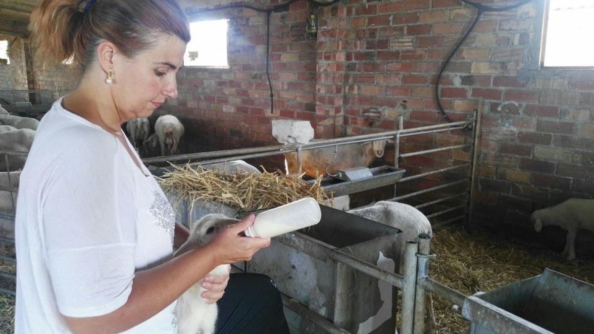 Alletar xaiets amb un biberó serà una de les propostes que es faran a Algerri.