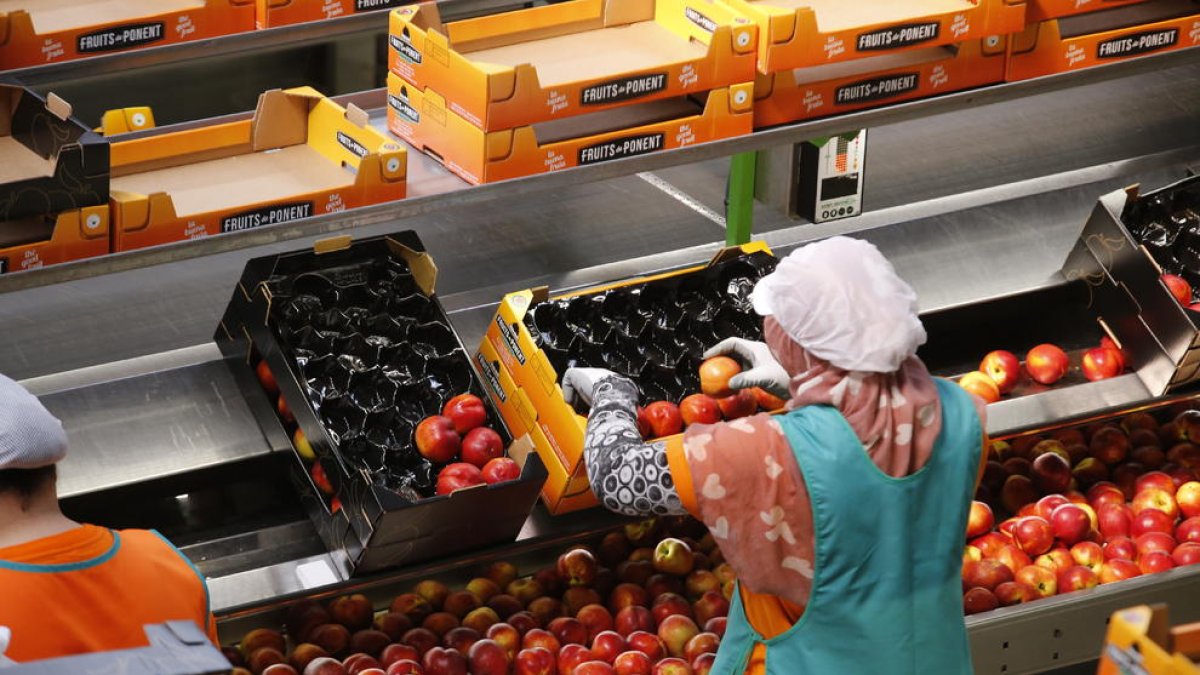 Trabajadoras en plena tarea de manipulación de fruta.