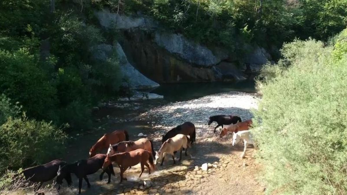 Un ramat de cavalls travessa un riu, a ‘El escarabajo verde’.