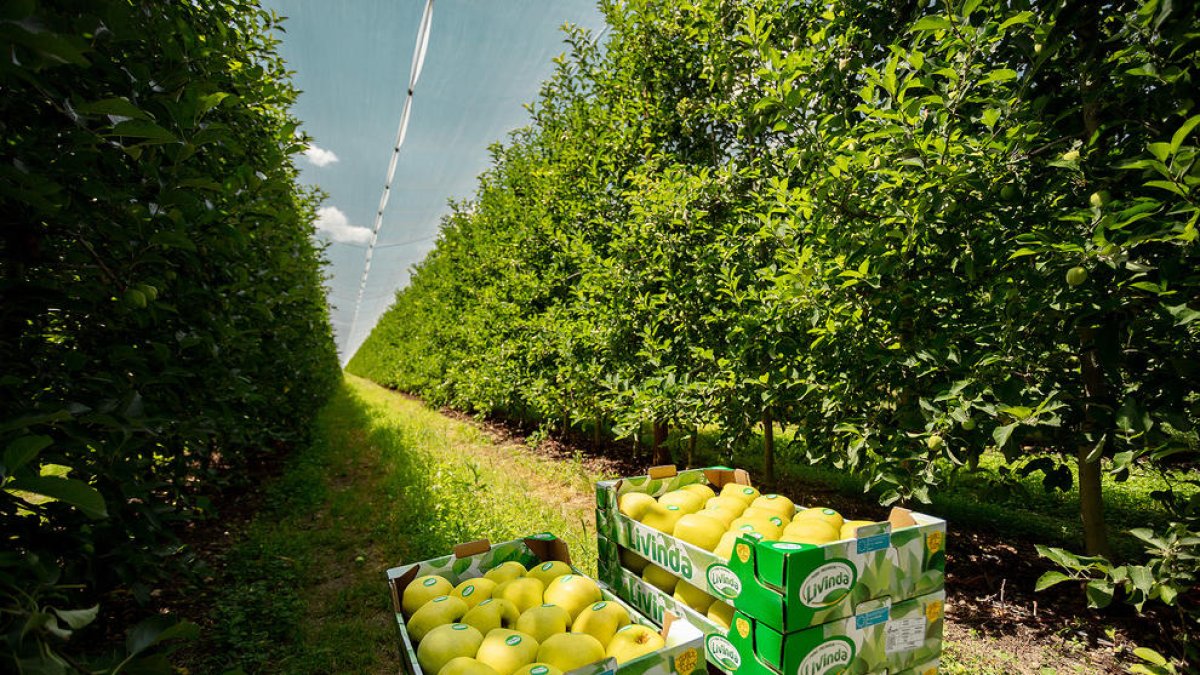 Nufri venderá un 10% de su fruta a través de la marca Livinda, con los estándares más altos de calidad.