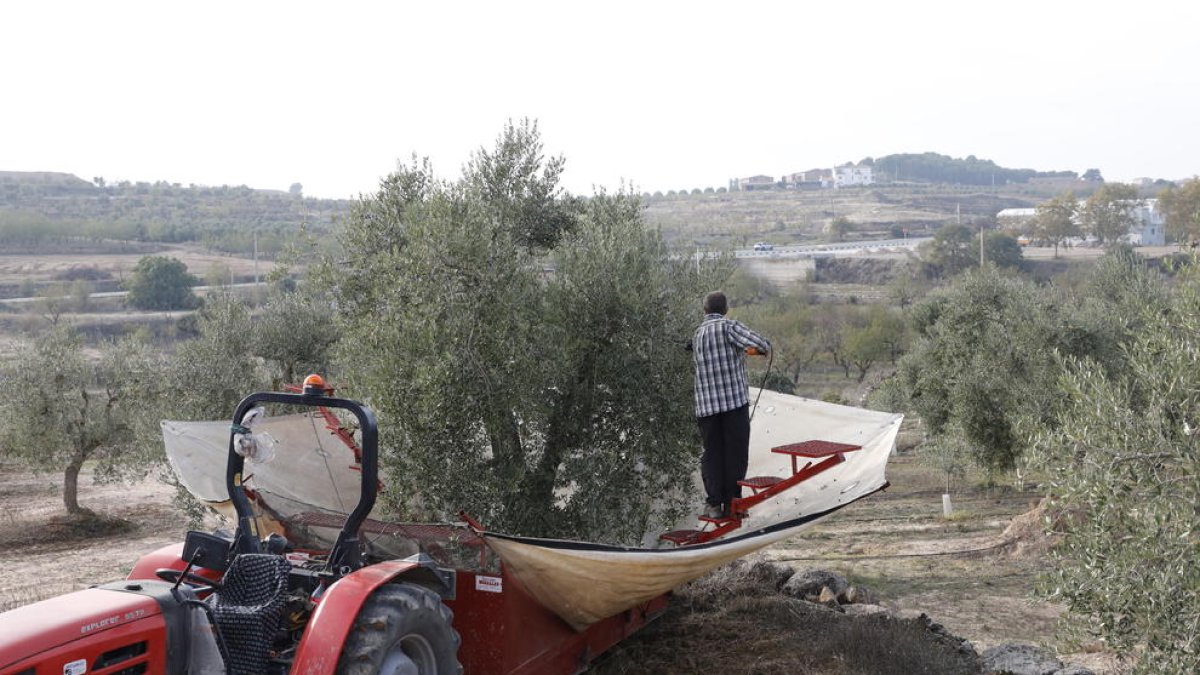 Collita d’oliva aquests dies en una finca de Maials.