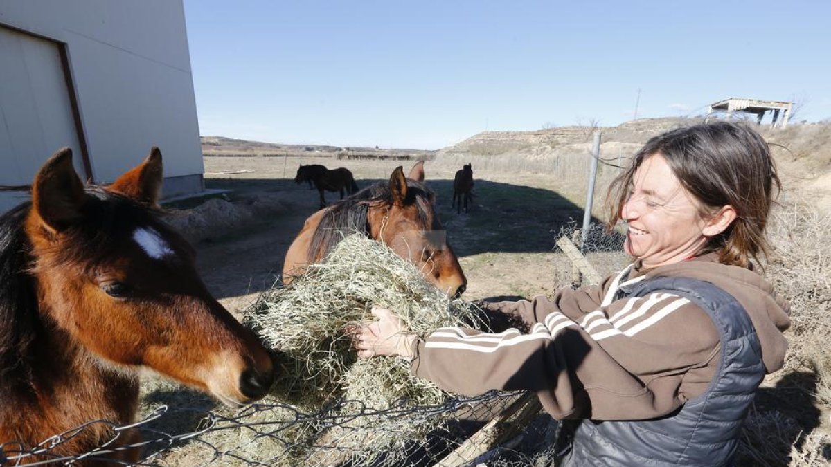 © Solidaritat amb els cavalls de Torres