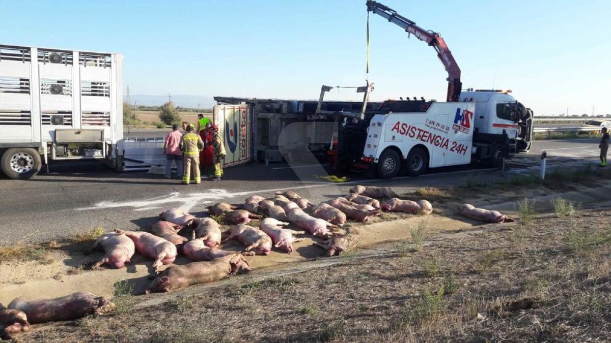 Vuelca un camión cargado de cerdos al A-2 en Lleida