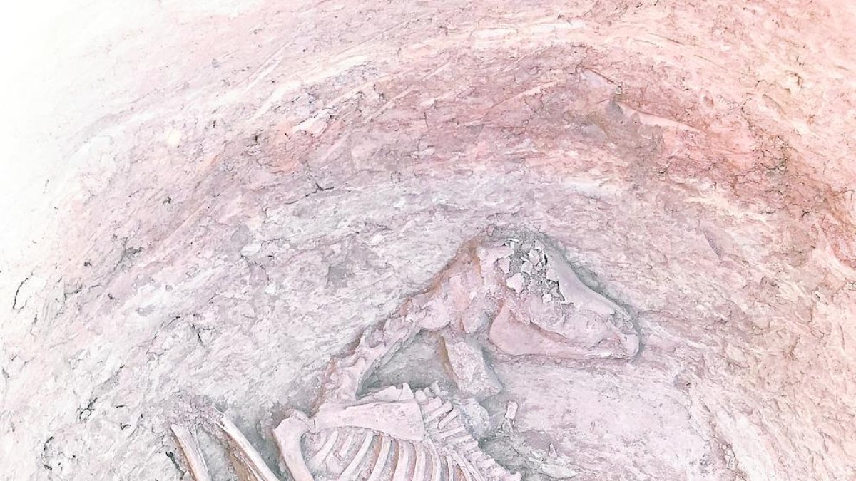 L’esquelet d’un èquid a Verdú.