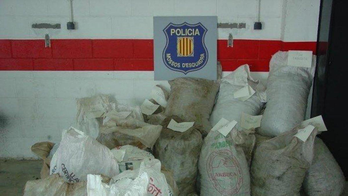 Imatge de les ametlles recuperades pels Mossos.