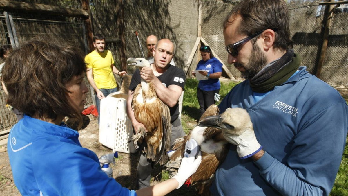 Dos dels deu voltors traslladats ahir des del centre de fauna de Vallcalent fins a Israel.