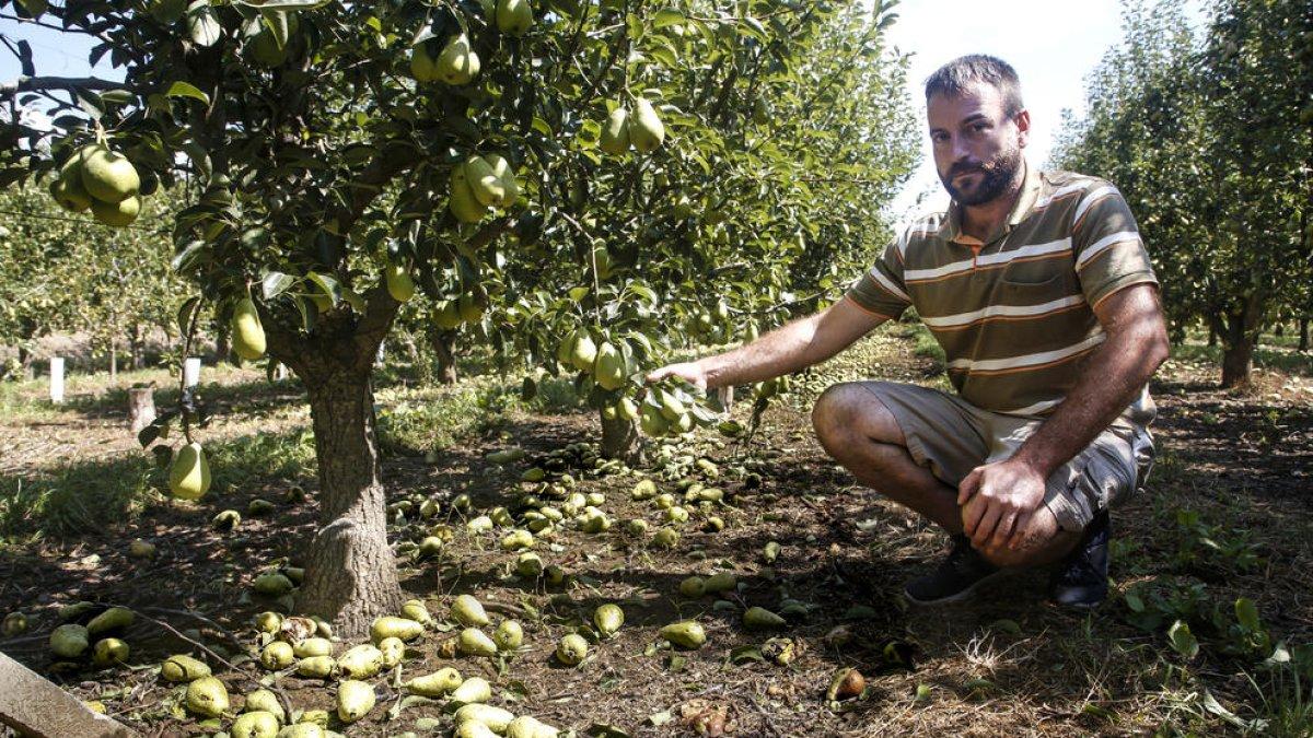 Este agricultor de la partida Montcada muestra los efectos del pedrisco en su finca.