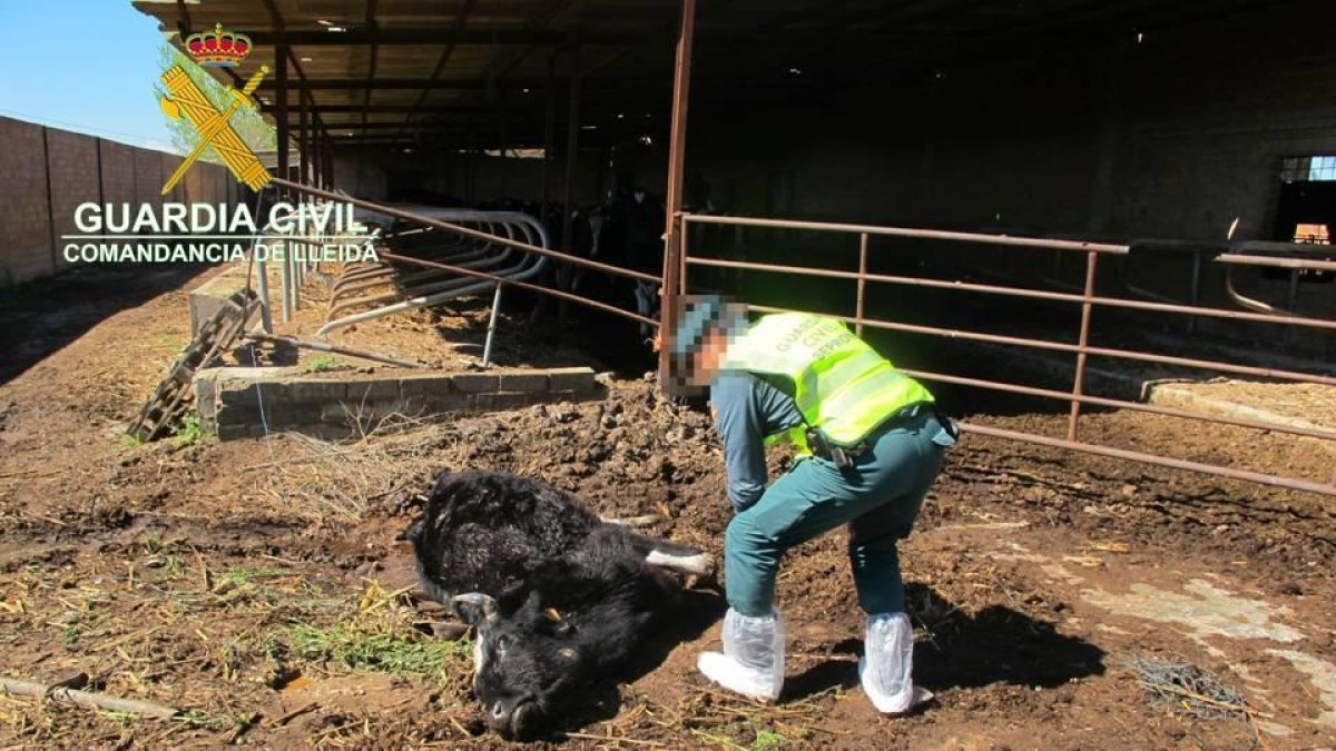 Investigan al responsable de una granja de Torregrossa que acogía vacas muertas