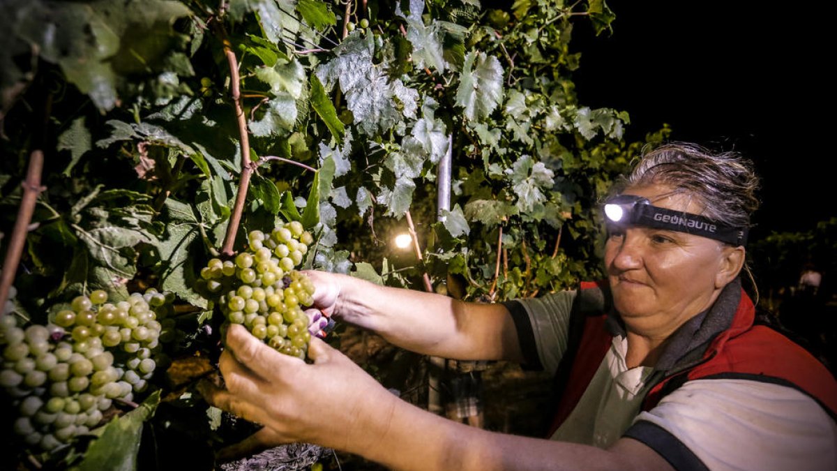 Treballs de verema en l’arrancada de la campanya aquest estiu a Lleida.