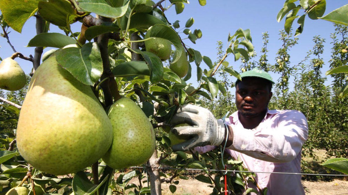 Imatge d’arxiu de collita de pera llimonera a Lleida.