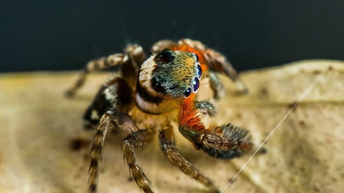 Fotografía cedida por Queensland Museum