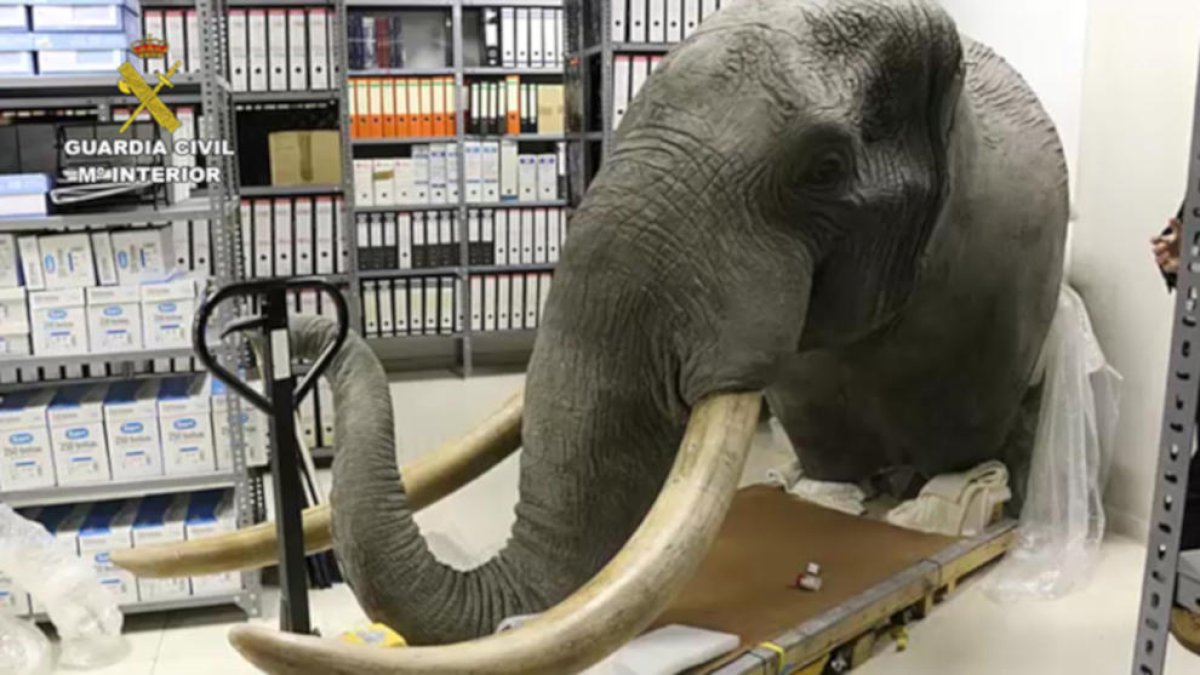 Desarticulada una xarxa de comerç il·legal d'animals dissecats d'especial protecció