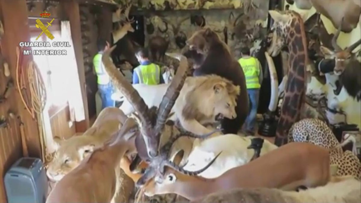 Algunos animales disecados intervenidos por la Guardia Civil.