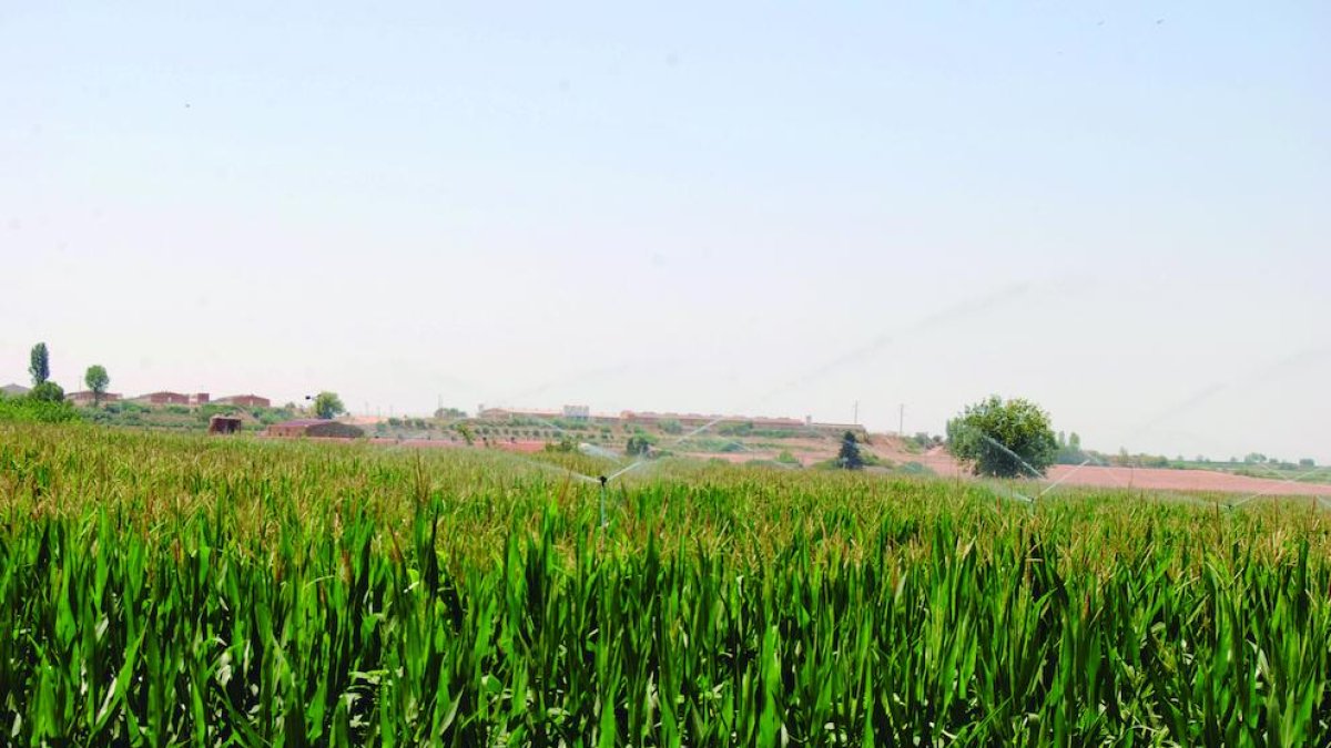 Un centenar de regants inverteixen més de 2 milions a modernitzar 522 ha de Bell-lloc