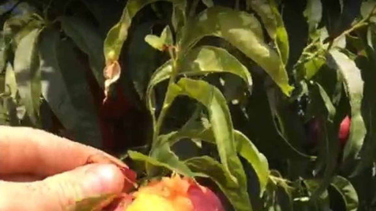 Imagen de fruta de hueso quemada por el sol en La Granja d’Escarp.